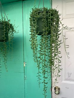 String of bananas