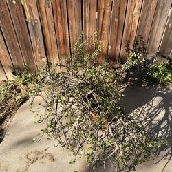 Elephant bush succulent