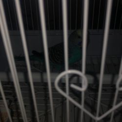 Want A Bird And A Gripper and Running Track Shoes