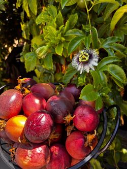 Fresh Passion Fruit