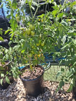 Tomato plants