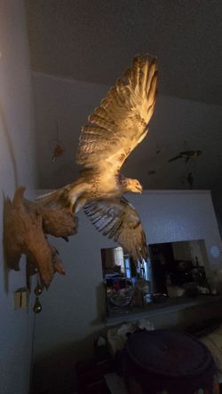 Beautiful Big 40 long wings by 26 long body