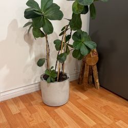 Indoor Plant Pots / Planters for Sale