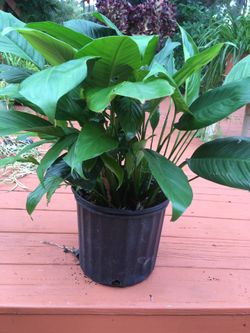 This pretty plant, peace Lilly jut $15!
