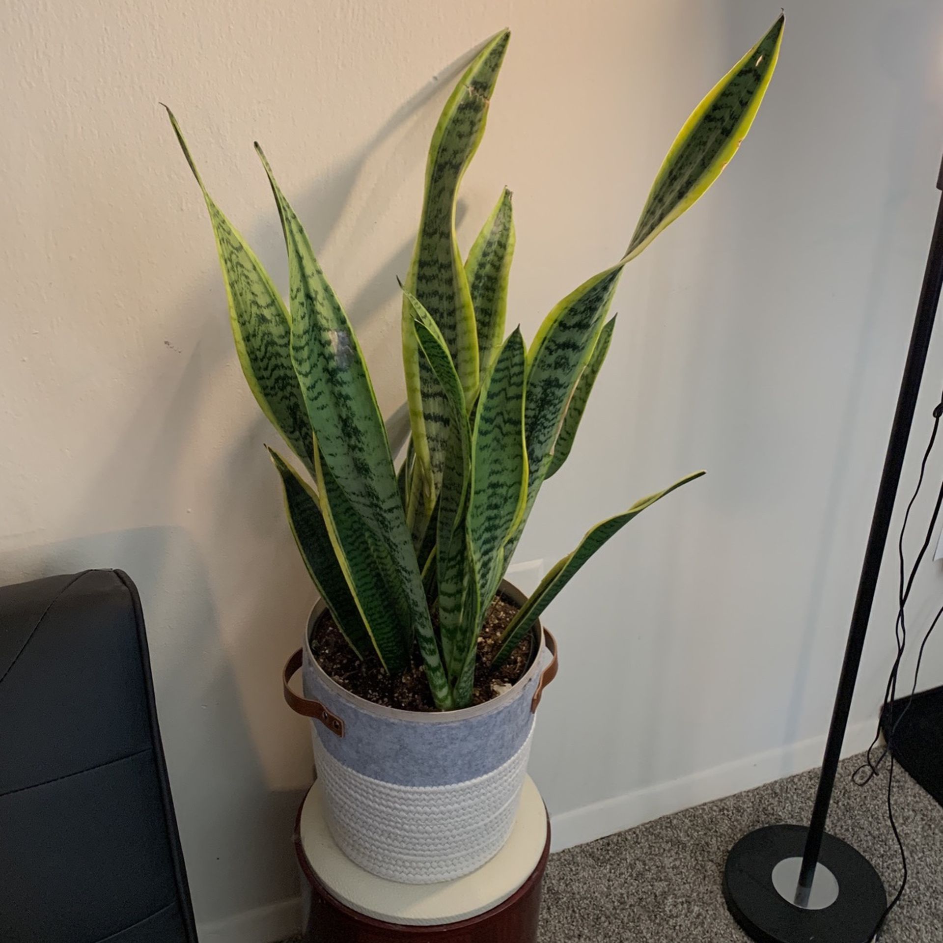 Indoor Plant With Pot.