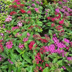 Pentas 