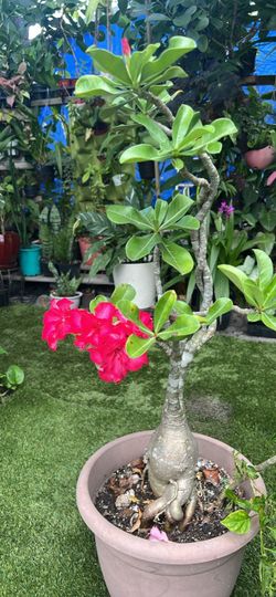 Desert rose