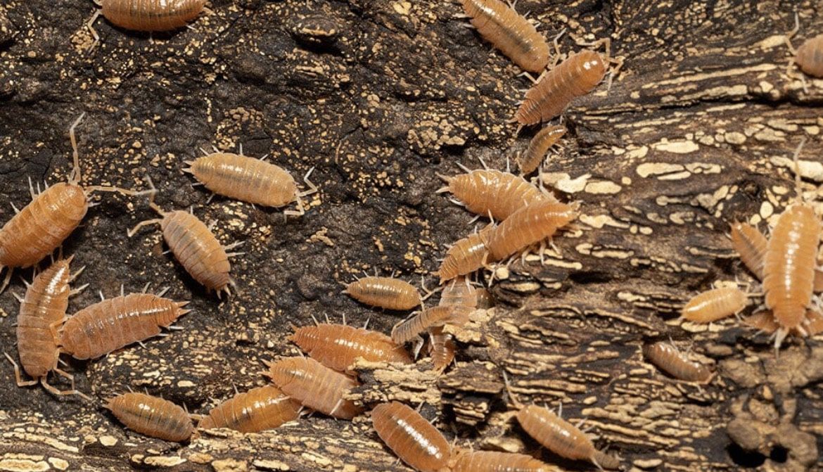 Powder Orange Isopods (Porcellionides pruinosus)