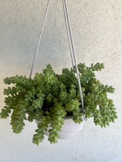 Succulent plants