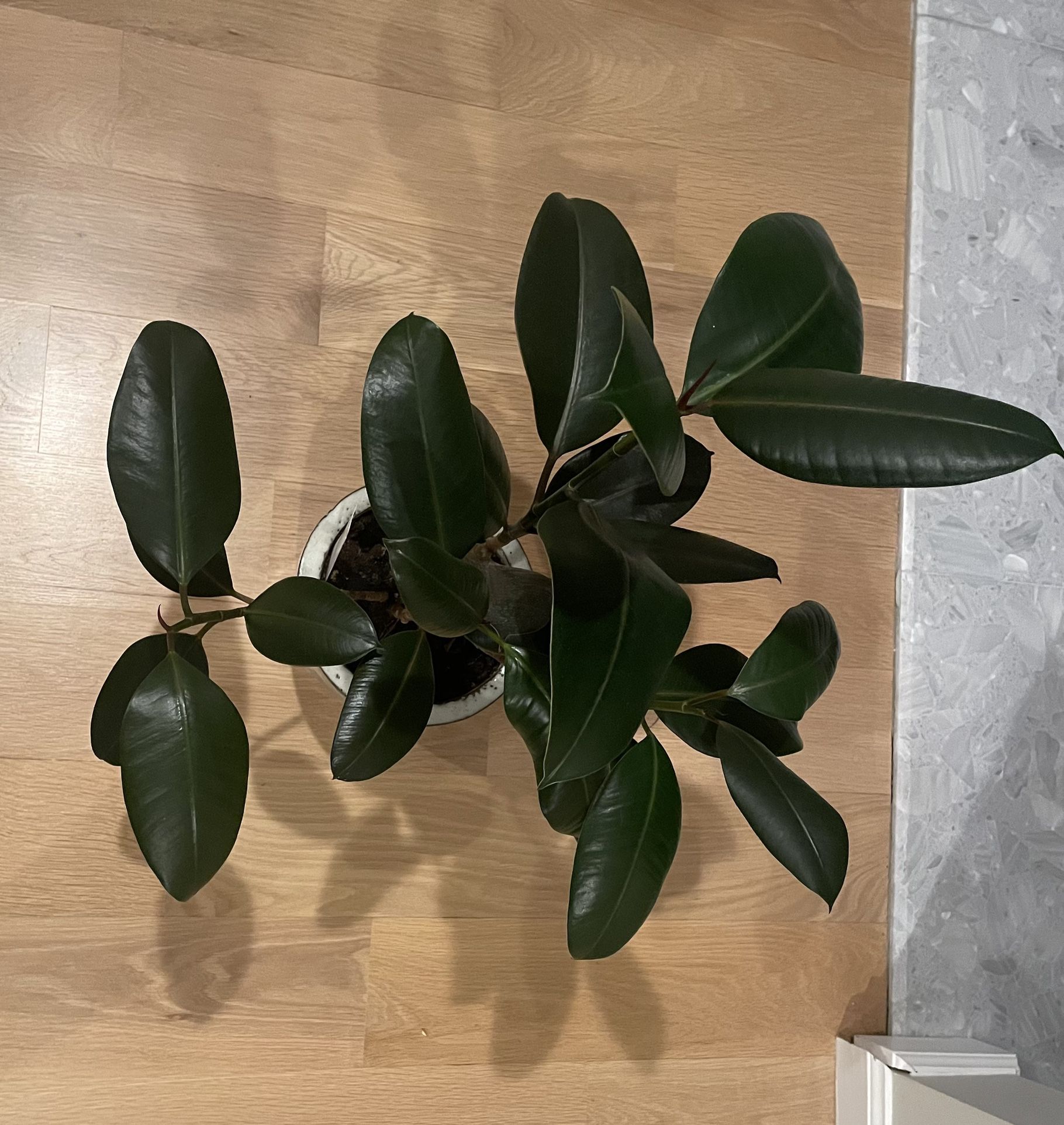 Rubber Ficus Plant with 6” Ceramic Pot