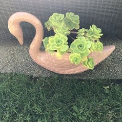 One Of A Kind Gift, Beautiful Swan Pot With Succulent 
