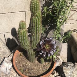 Drought Tolerant Cactus/succulents 