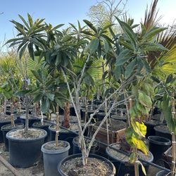 Loquat fruit tree, nispero mispero Japanese plum fruit tree  25gal 