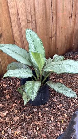 Aglaonema