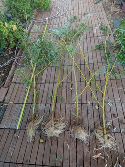 Rooted thicker willow cuttings