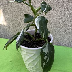 White Princess Philodendron Plant 