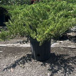 Juniper Parsonii 