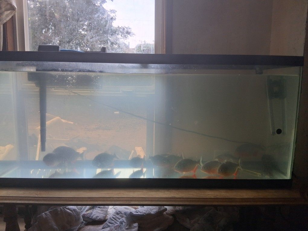 Fish Tank