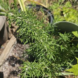 Rosemary Plants 