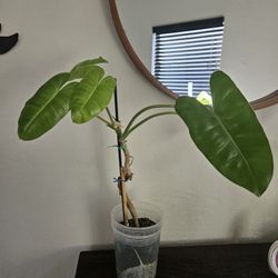 Reverted burle marx plant 