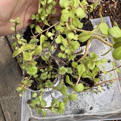 Sedum mix ground cover landscape plants/ succulent mix dry tolerant