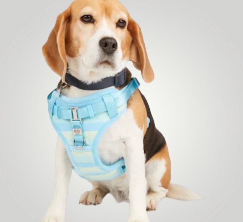 BOBS from Sketchers Blue And Green  Color blocked Stripes Dog Harness