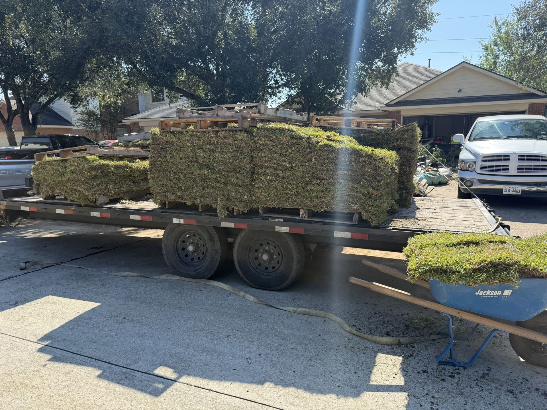 Grass SOd