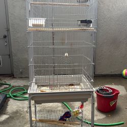 Bird Cage 