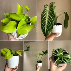 Pretty Indoor Plants! Available NOW /Pls READ 