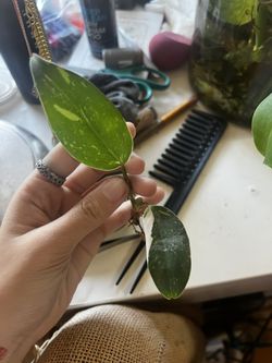 White Princess Philodendron Cutting