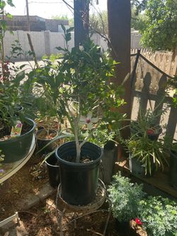 White hibiscus 🌺 plants