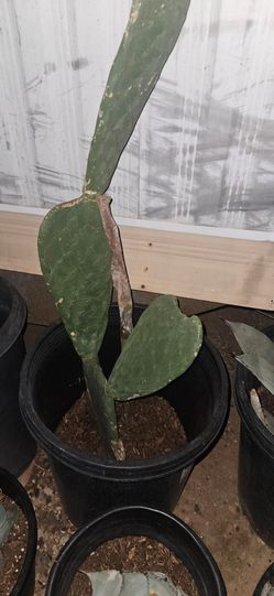 Prickly pear
