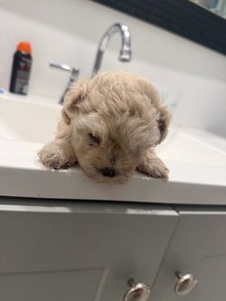 Sink