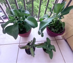 Madre de mil Kalanchoe