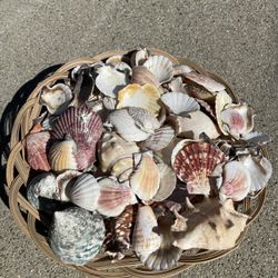 Seashells 