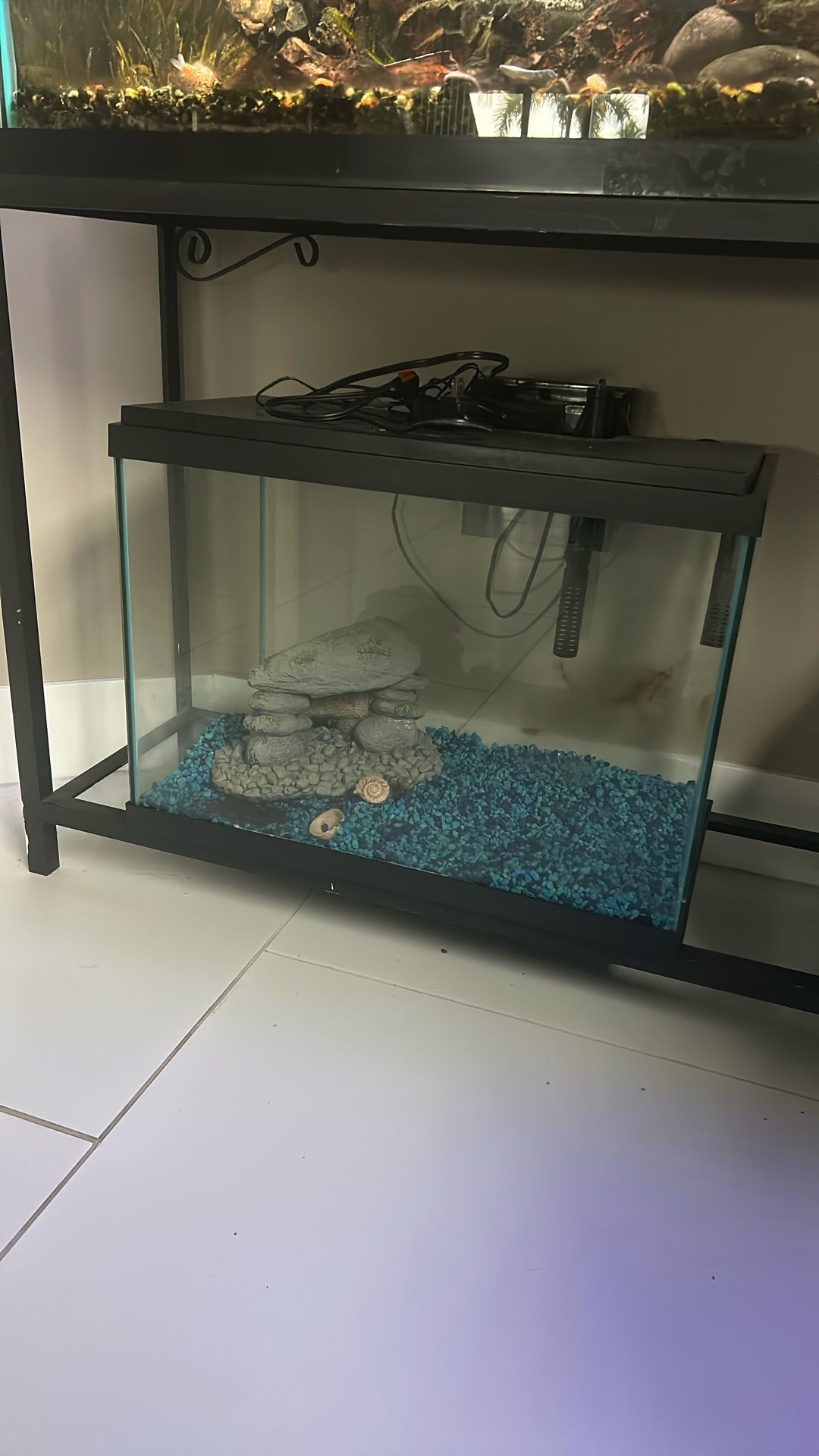 20 Gallon Tank 3 Months Old
