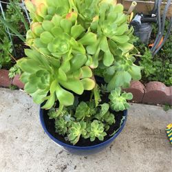 Assorted Plants