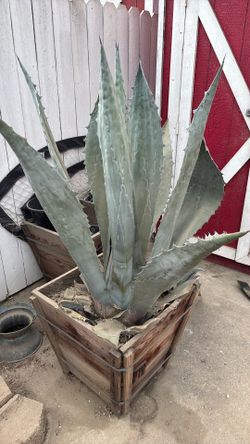 Blue Agave 24 inch box