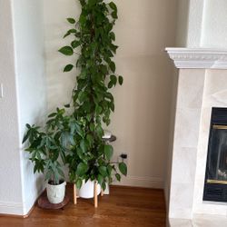More Than10 Feet Long Money Tree