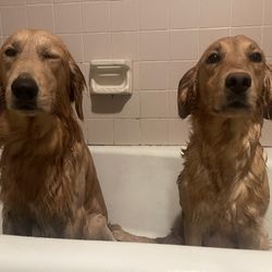 Affordable Maintenance Grooming – Houston, TX 🐾