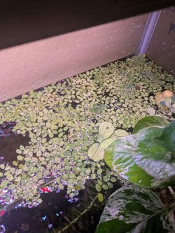 Salvinia
