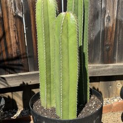 Cactus Plant (Mexican Fence Post)