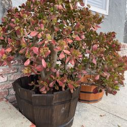 Jade Tree + Wood Barrel