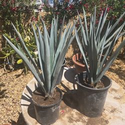 Blue Agave plants (tequila)