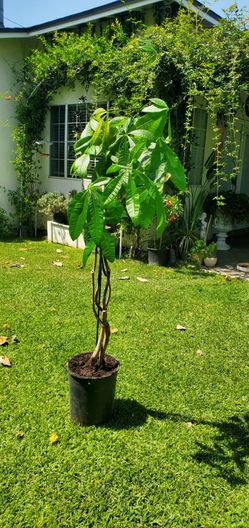 # 33  Money Tree, Pachira Glabra.  Indoor & outdoor Plant 5gl A real rooted plant