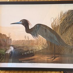Blue crane or Heron Bird  Audubon print in Black frame