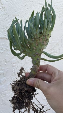 rose moss seeds Moss Rose Seeds (Mix) – Seeds Connect