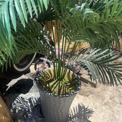 Fake Potted Plant