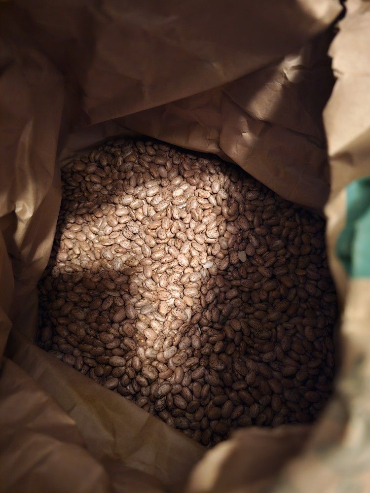 Pending- Free- 40 Pounds Dry Pinto Beans