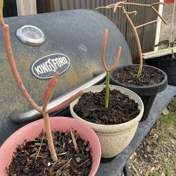 Firesticks Pencil Cactus